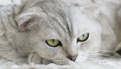 九游体育入口-克罗地亚队在巴黎奥运会手球比赛中表现出色，赢得银牌，克罗地亚 队