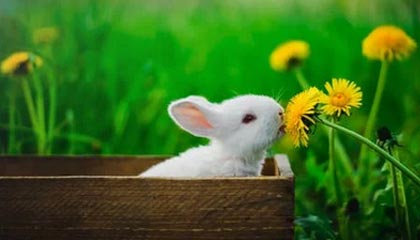 九游体育入口-克罗地亚队在巴黎奥运会手球比赛中表现出色，赢得银牌，克罗地亚 队